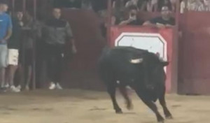 Una grave cogida obliga a suspender el espectáculo taurino de madrugada en Moraleja