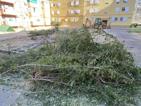 El Ayuntamiento de Badajoz repondrá los árboles talados en La Paz
