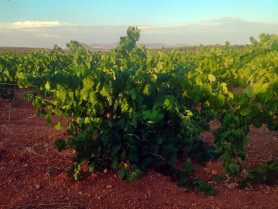 Viticultores exigen un mayor precio para la uva de cava ante la escasez