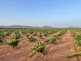 Apag Extremadura Asaja exige precios justos para la uva en una campaña de calidad