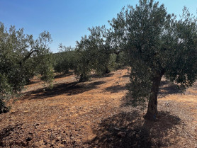 APAG Extremadura Asaja exige ayudas urgentes ante la crisis del olivar y la vid por las altas temperaturas