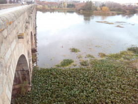 Alerta por el aumento de mortandad de peces en el río Guadiana