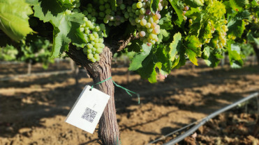Científicos extremeños buscan soluciones agrícolas sostenibles ante la sequía y el cambio climático