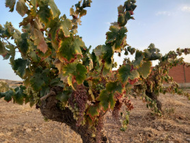 APAG Extremadura Asaja exige el pago anticipado del 70% de las ayudas PAC