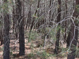 Los cazadores invierten 54 millones de euros al año en prevención de incendios forestales
