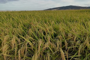 La Unión Extremadura presiona en Bruselas para rebajar el umbral de protección al arroz europeo