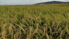 La Unión Extremadura presiona en Bruselas para rebajar el umbral de protección al arroz europeo