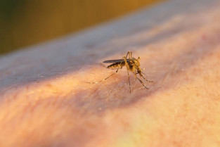 Detectado el primer caso de fiebre del Nilo Occidental en Extremadura en 2025