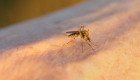 Detectado el primer caso de fiebre del Nilo Occidental en Extremadura en 2025