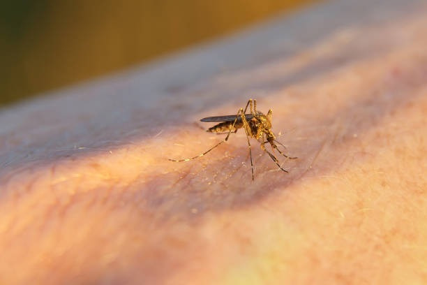 Detectado el primer caso de fiebre del Nilo Occidental en Extremadura en 2025