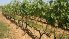 Extremadura recibirá 23,37 millones de euros para reforzar el sector vitivinícola y la sanidad agroganadera