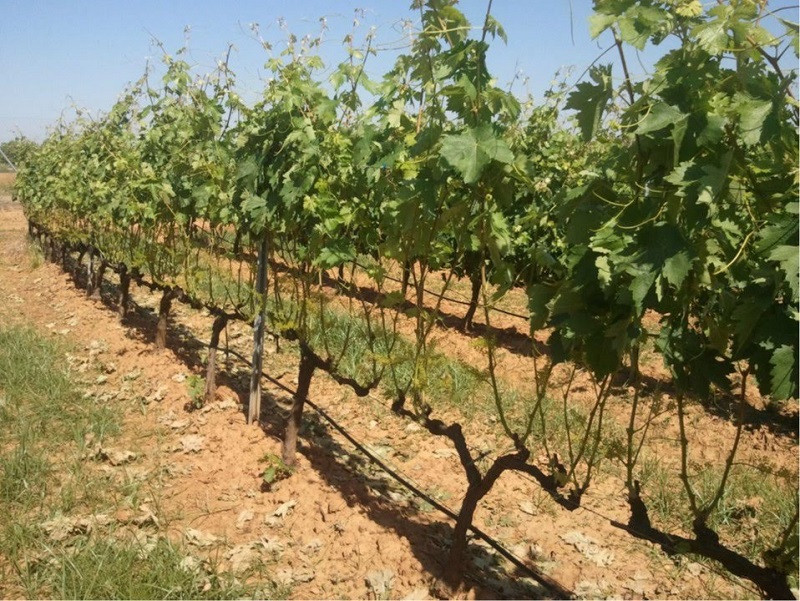 Extremadura recibirá 23,37 millones de euros para reforzar el sector vitivinícola y la sanidad agroganadera