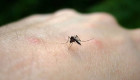 Extremadura registra tres nuevos casos de fiebre del Nilo Occidental
