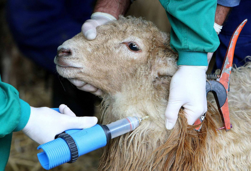 Apag Extremadura Asaja exige el pago urgente de las ayudas por la Lengua Azul y la campaña de cereza