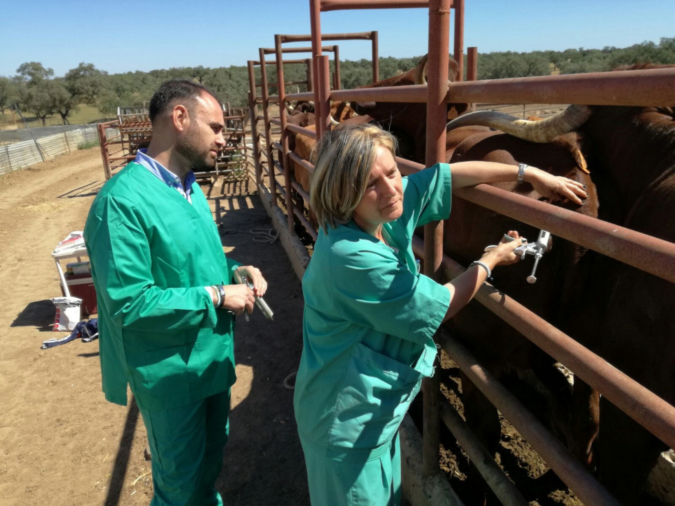 APAG Extremadura Asaja reclama indemnizaciones justas ante la crisis ganadera por la lengua azul