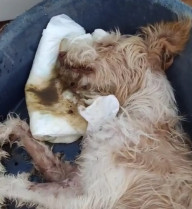 La Diputación de Cáceres investigará a la empresa que explota la perrera provincial tras la denuncia de Pacma