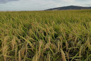 El campo extremeño, en pie de guerra por la propuesta de recorte del 30% en la PAC