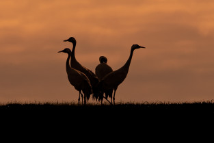 Grullas, arte y naturaleza: Moraleja Vuela despega con más fuerza que nunca