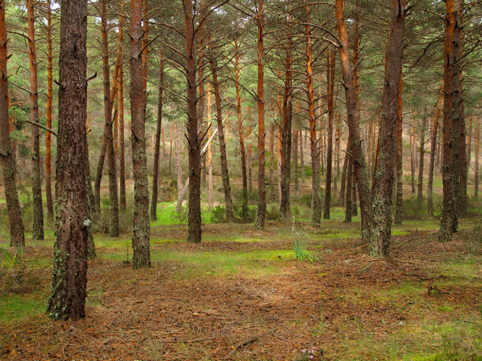 “Raíces y Pinares”: la experiencia que redescubrirá Talayuela el próximo 6 de junio