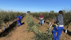 El acuerdo de Mercosur entra en vigor provisionalmente y genera preocupación en Extremadura