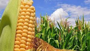 Los productores de maíz afectados por la virosis reclaman ayudas a la Consejería de Agricultura