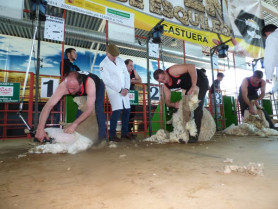 Castuera celebra el XV Open de Esquileo de Extremadura los días 28 y 29 de marzo