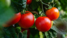Detectan niveles de cadmio superiores a lo permitido en tomates importados de Marruecos