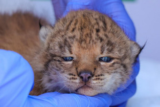 Esta es la historia de supervivencia que impulsa la esperanza del lince ibérico en Extremadura