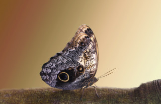 Villamiel se convierte en epicentro del estudio y conservación de las mariposas