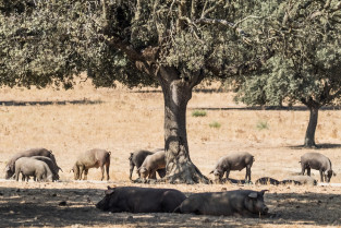 El cerdo ibérico protagonista principal en Barcarrota