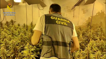 Tres detenidos en Castuera y Santa Amalia por cultivar más de 500 plantas de marihuana