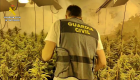 Tres detenidos en Castuera y Santa Amalia por cultivar más de 500 plantas de marihuana