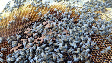 Ampliado el plazo de solicitud de ayudas apícolas en Extremadura por el apagón
