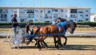 PACMA denuncia la carrera de cuadrigas en Mérida por posible maltrato animal