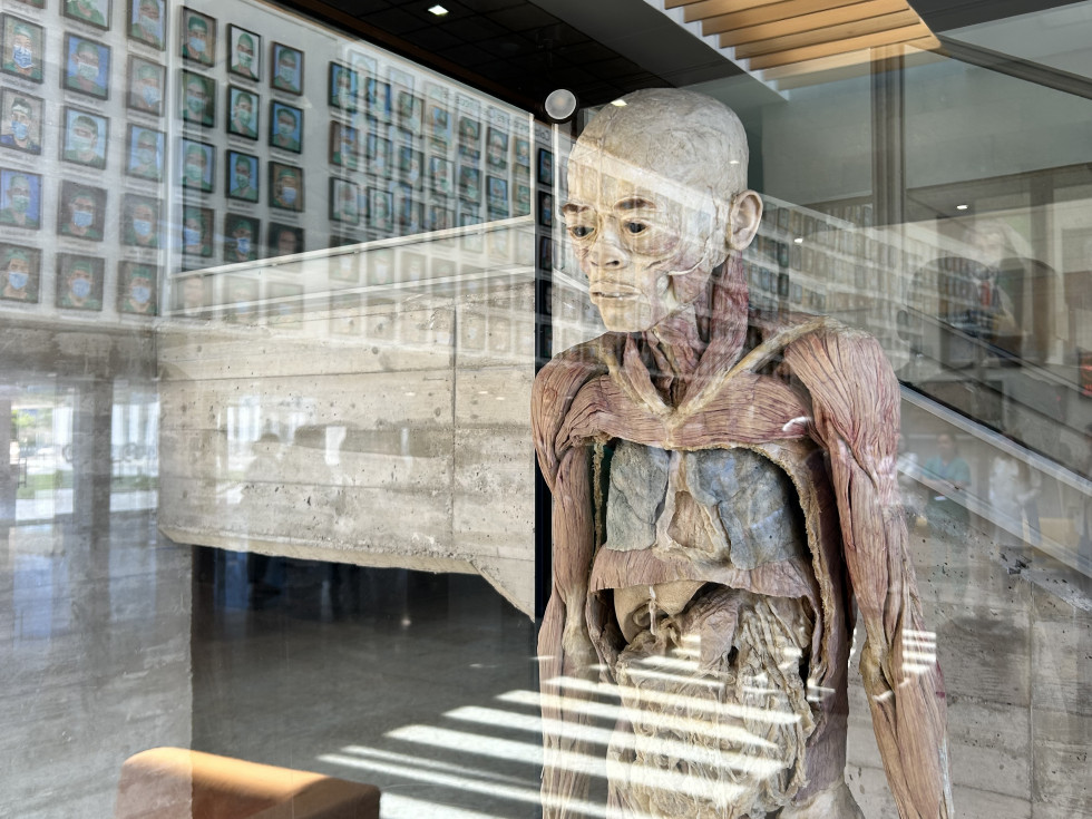Doce cuerpos humanos reales conservados mediante plastinación se pueden ver ya en Cáceres