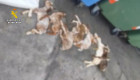 Maltrato animal en Serradilla: tira siete cabritos en un contenedor