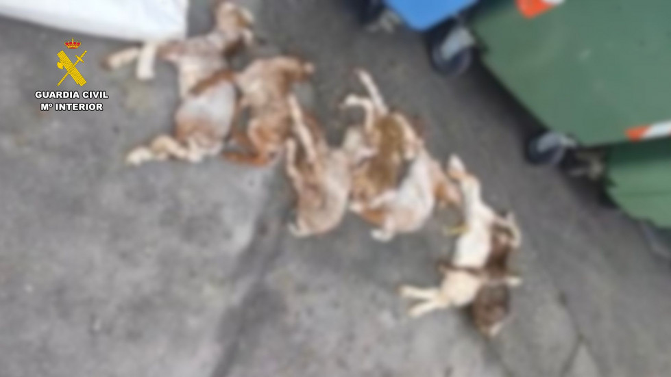 Maltrato animal en Serradilla: tira siete cabritos en un contenedor