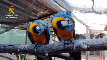 Detenidas 5 personas y otras 18 investigadas por tráfico internacional de especies protegidas