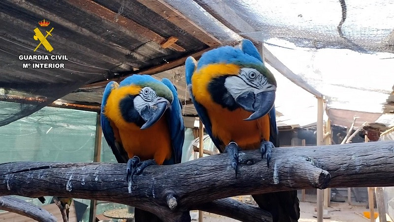 Detenidas 5 personas y otras 18 investigadas por tráfico internacional de especies protegidas