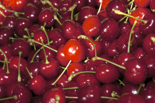 La D.O.P. Cereza del Jerte arranca campaña con previsión récord de 7.000 toneladas