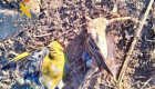 Pillan a un vecino de Badajoz cazando aves poniendo pegamento en varillas