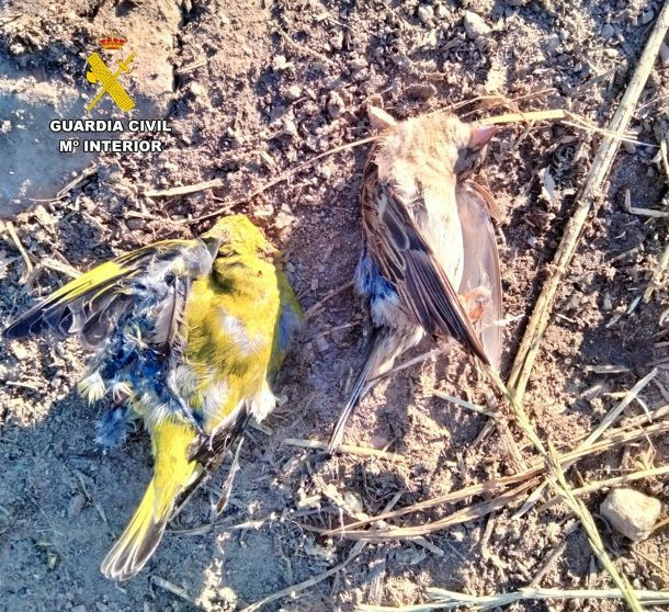 Pillan a un vecino de Badajoz cazando aves poniendo pegamento en varillas
