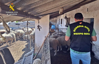 Investigados tres vecinos de Azuaga por robar ganado, maquinaria y un remolque