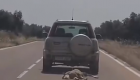 Identificado el conductor que arrastró una oveja muerta atada a su todoterreno