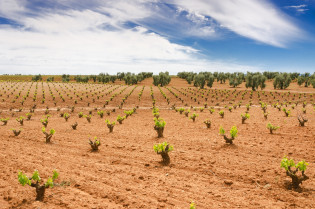 Más de 8.000 olivicultores podrán beneficiarse de ayudas a préstamos por la sequía