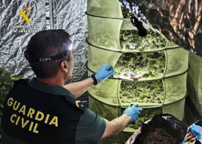 Detenidos dos vecinos de Almendralejo por cultivar 43 plantas de marihuana