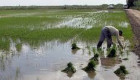 Asaja Extremadura alerta del riesgo de desaparición del cultivo de arroz en la región