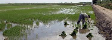 UPA-UCE Extremadura tilda de “totalmente ineficaces” las nuevas cláusulas de la UE para el arroz