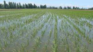 Asaja Extremadura alerta del riesgo de desaparición del cultivo de arroz en la región