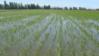 Asaja Extremadura alerta del riesgo de desaparición del cultivo de arroz en la región